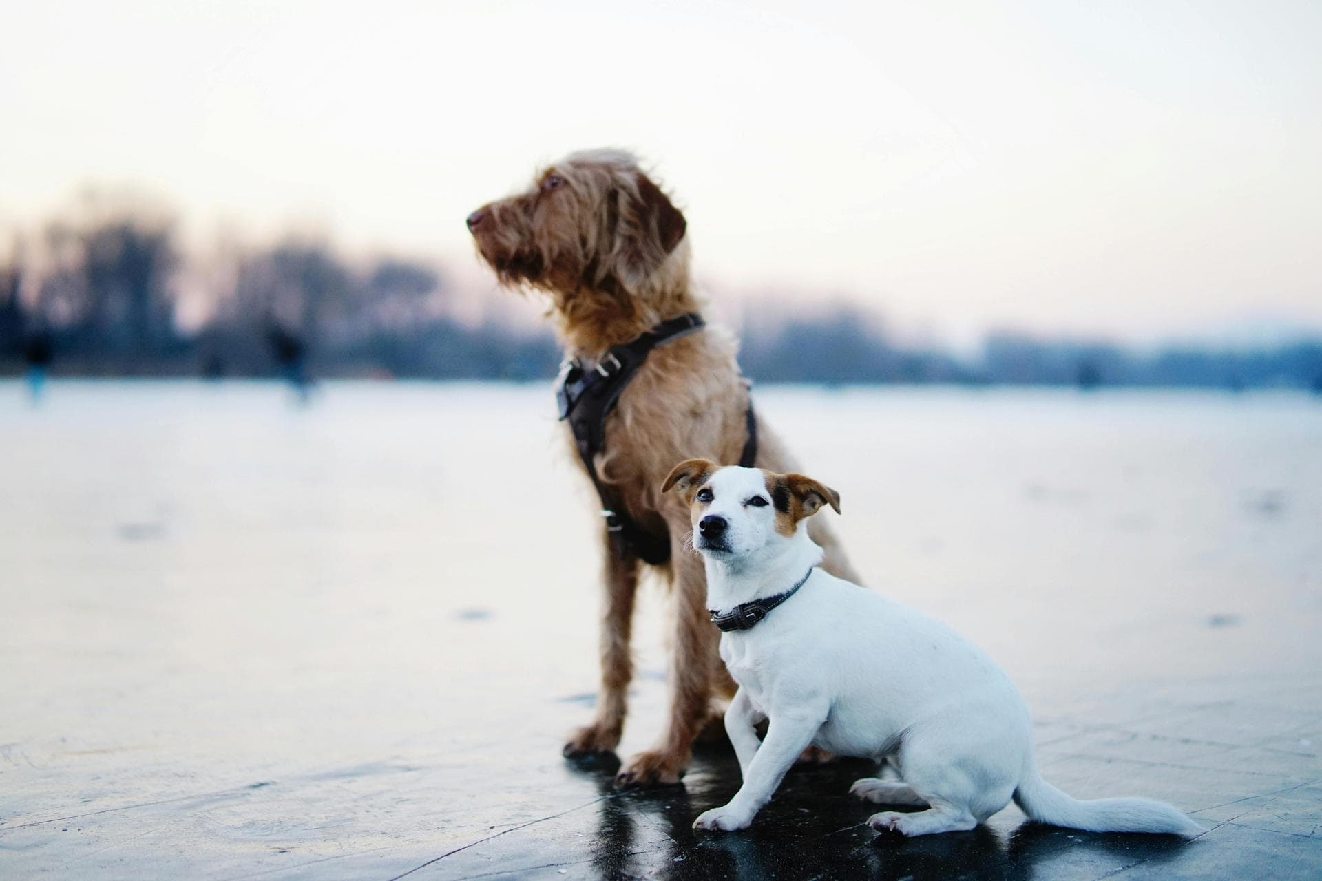 Dog Spay Castrate Neutering Prices in Belfast