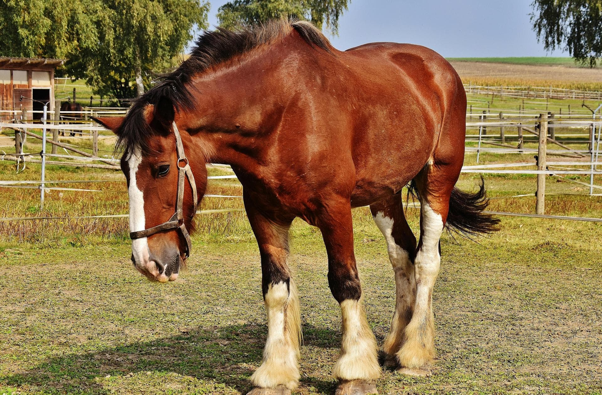 Cart horse in paddock with bridle